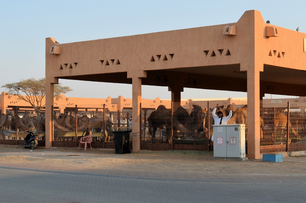 Al-Ain - Kamelmarkt