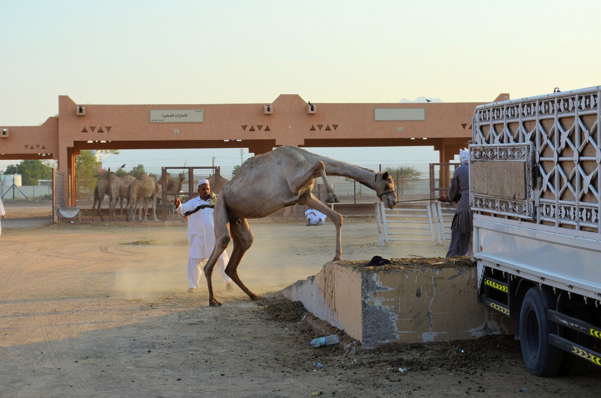 Al-Ain - Kamelmarkt