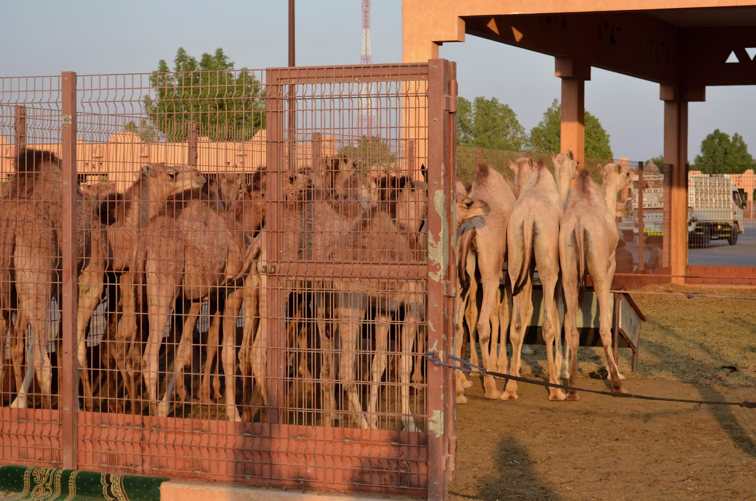 Al-Ain - Kamelmarkt