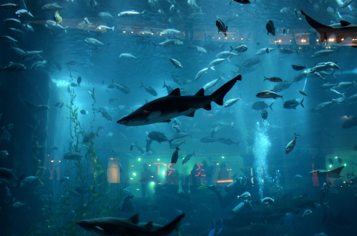 Dubai - Aquarium in der Dubai Mall