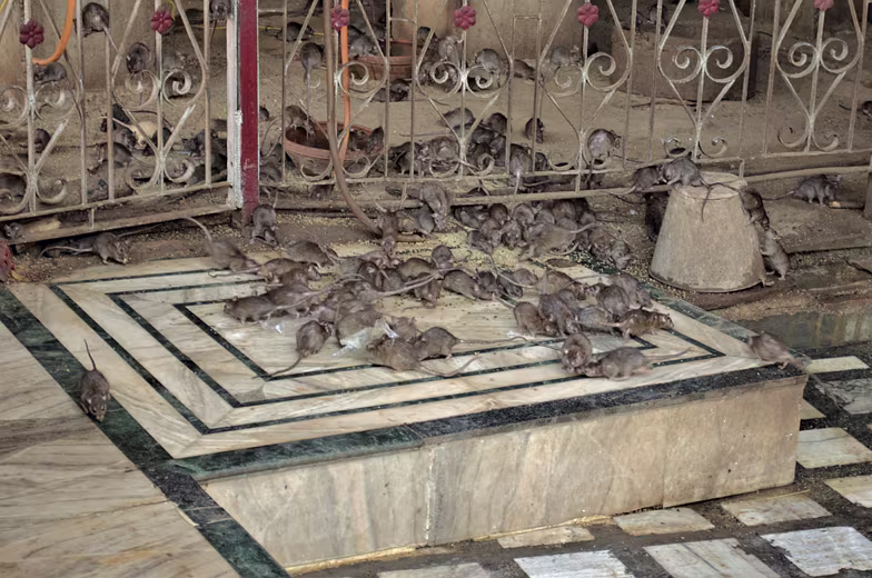 076-Rajahstan-2014