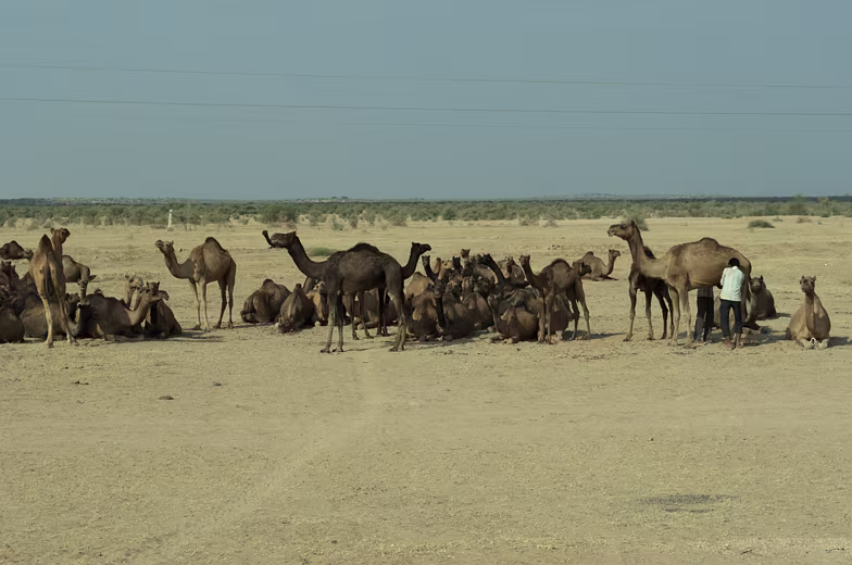 084-Rajahstan-2014