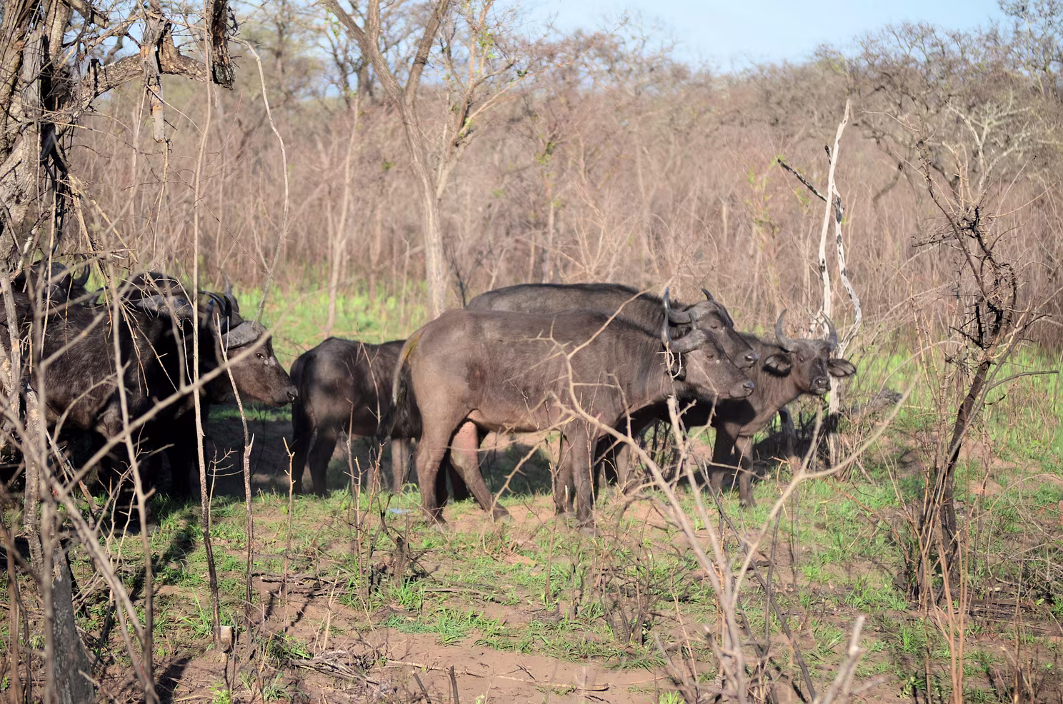 Krüger Nationalpark