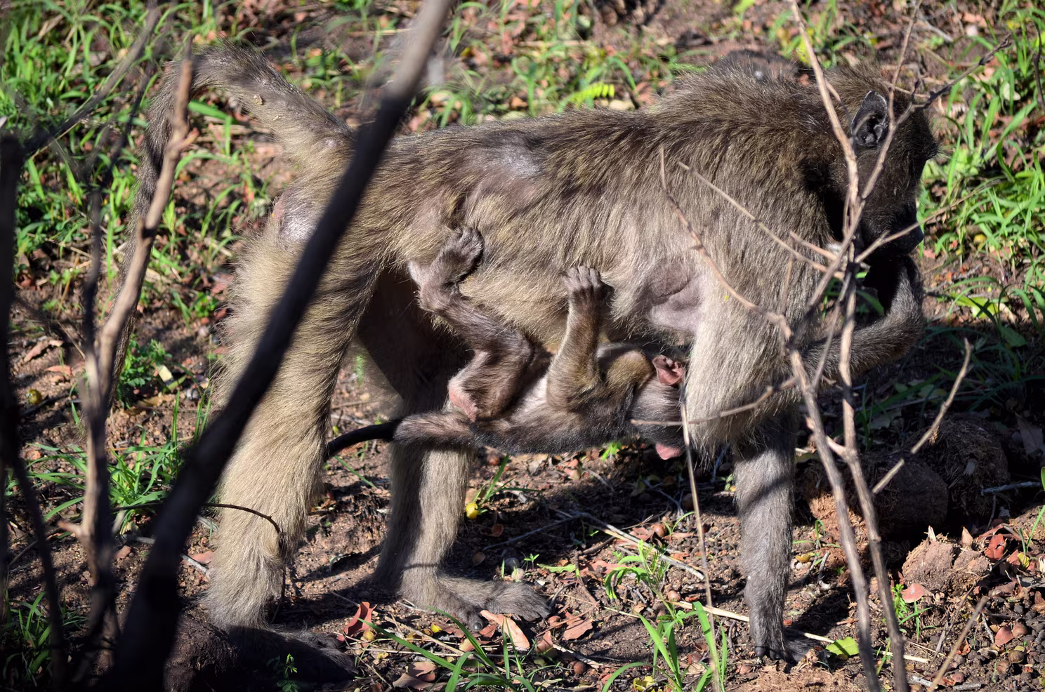 Krüger Nationalpark