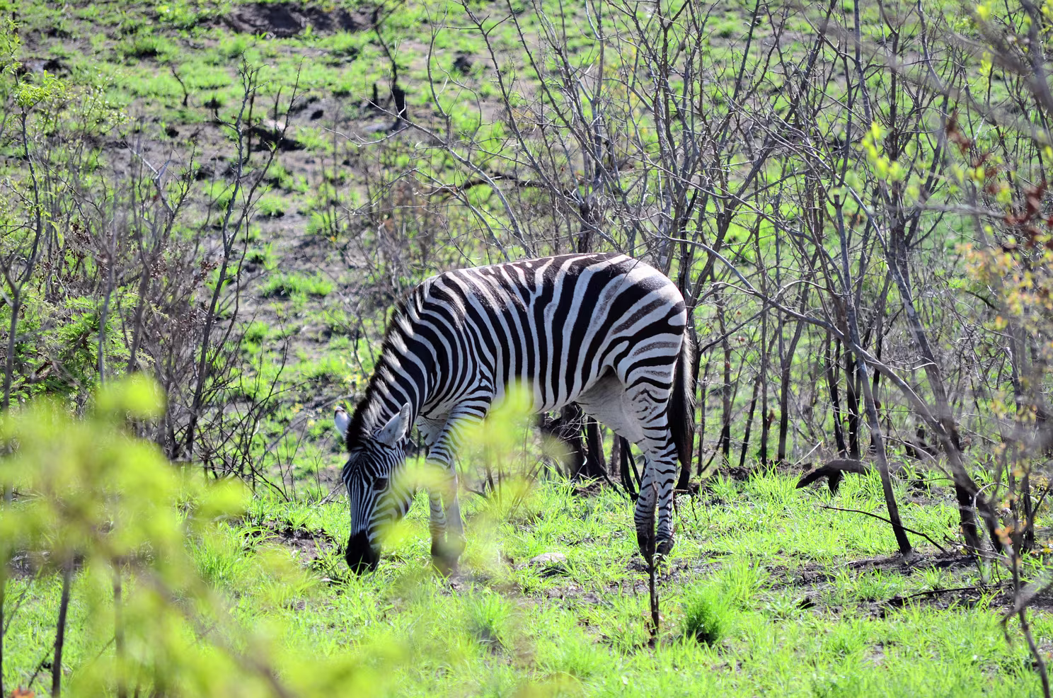 Krüger Nationalpark