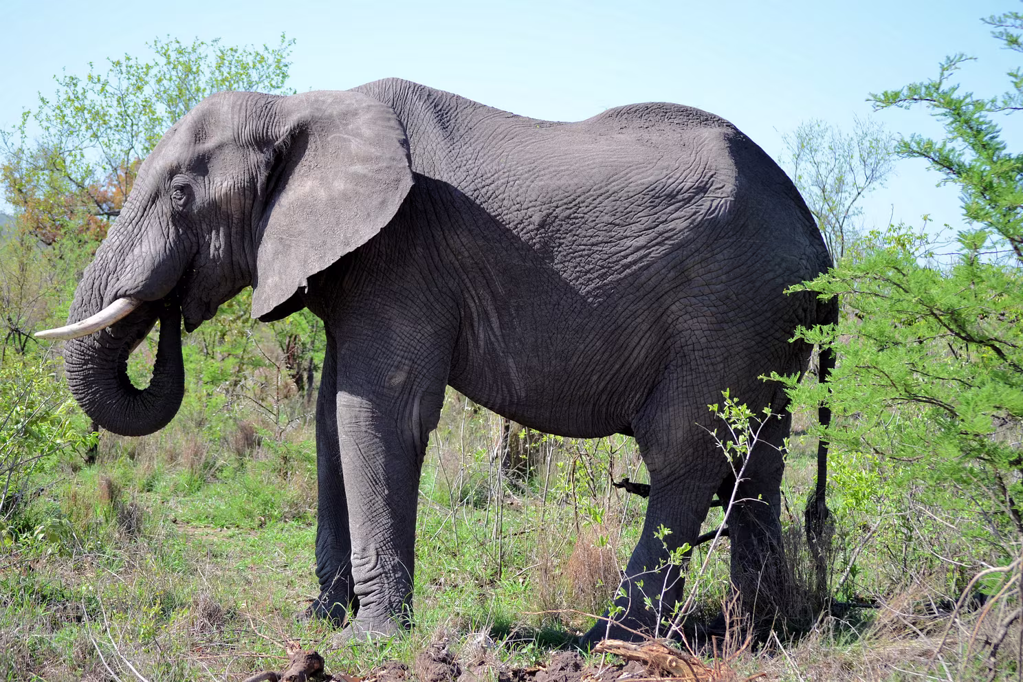 Krüger Nationalpark
