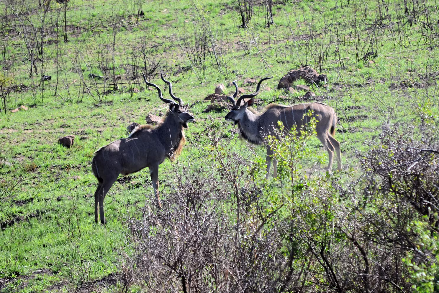 Krüger Nationalpark