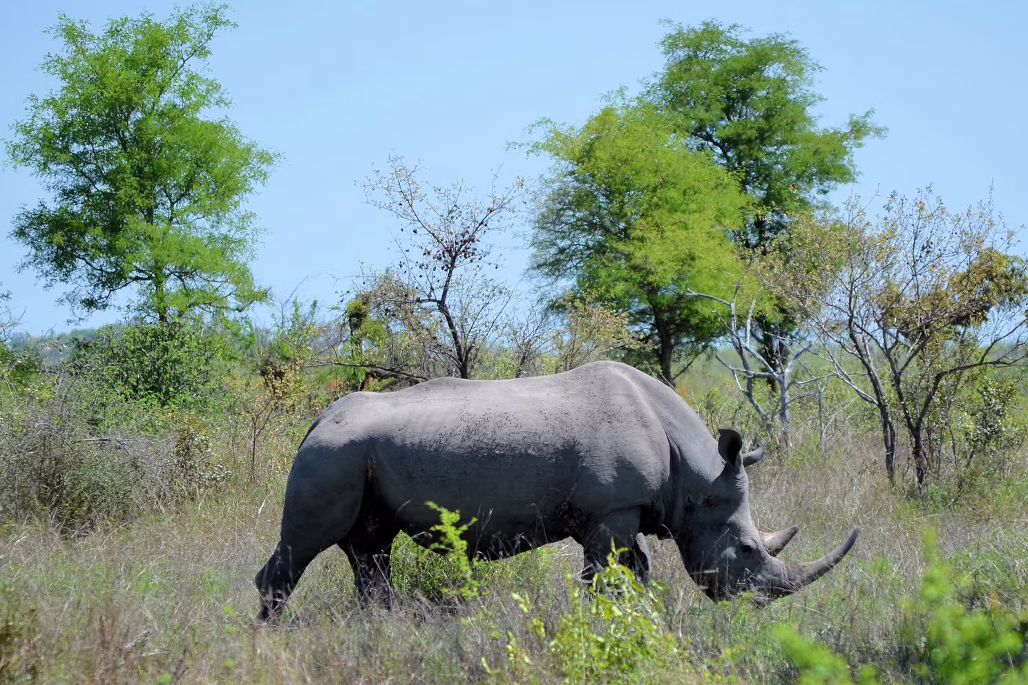 Krüger Nationalpark