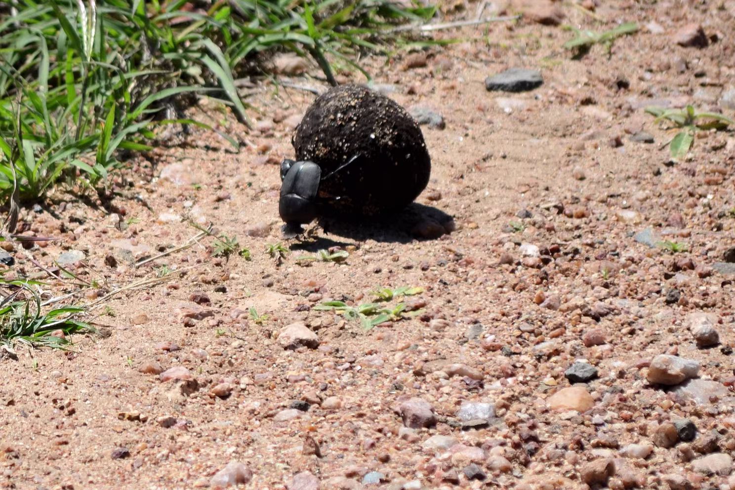 Krüger Nationalpark
