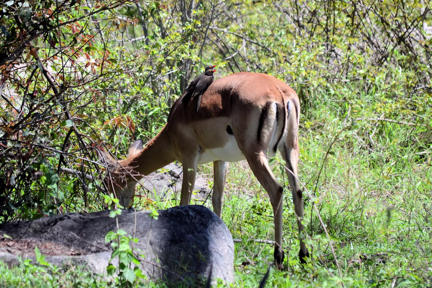 Krüger Nationalpark
