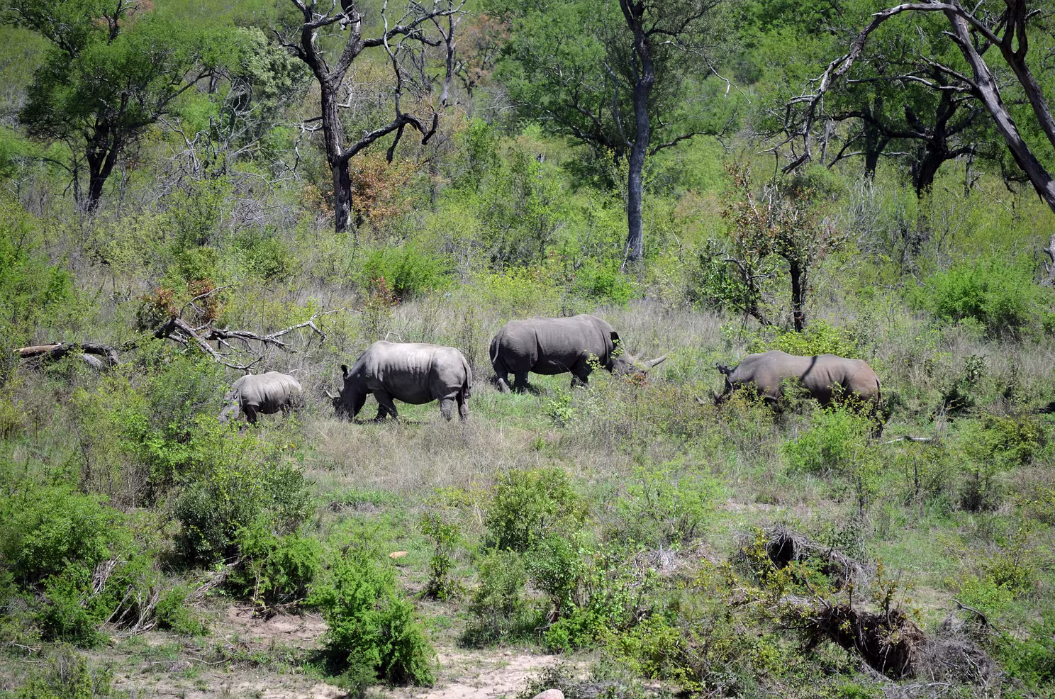 Krüger Nationalpark