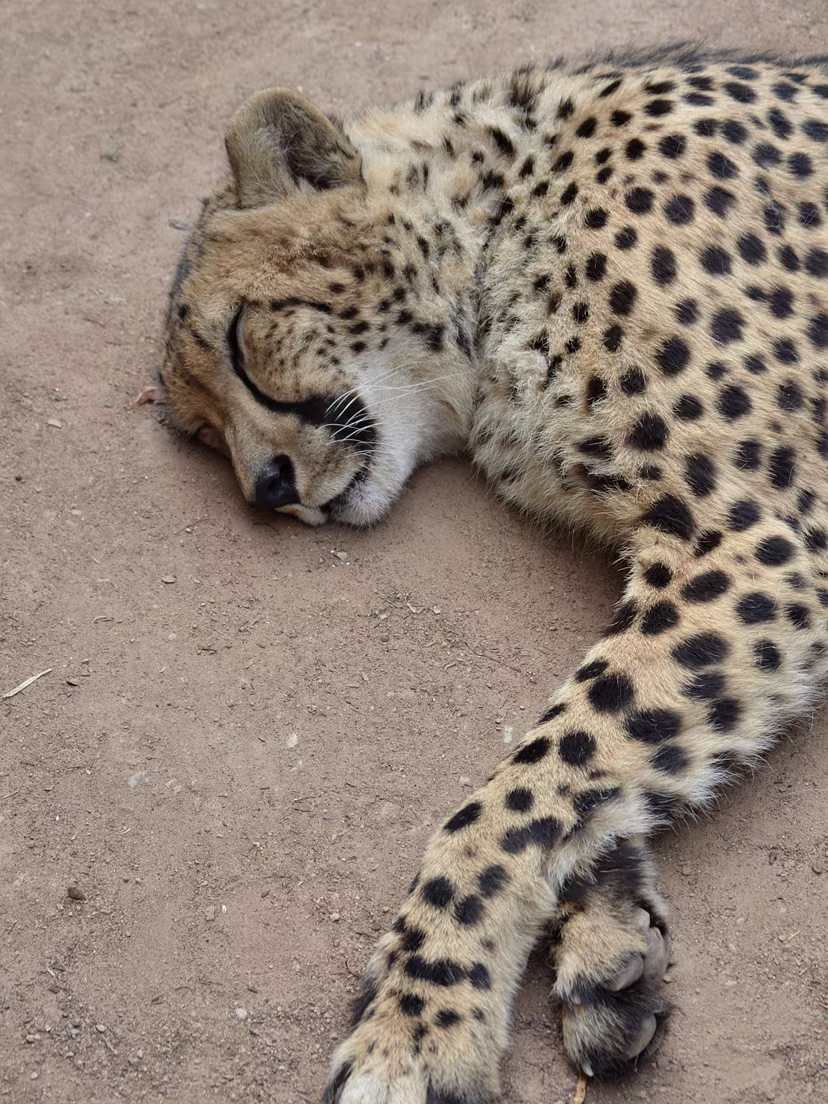 Cango Wildlife Ranch