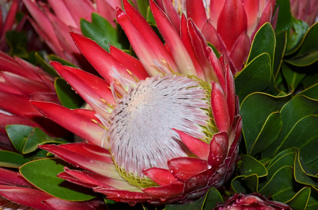 Protea-Blüte
