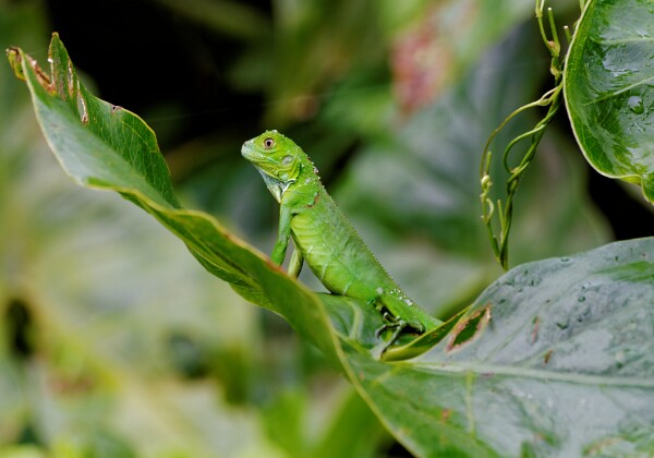 Costa Rica 2016 Costa Rica 2016 Fotos von meinem Urlaub in Costa Rica und Granada (Nicaragua) im August 2016