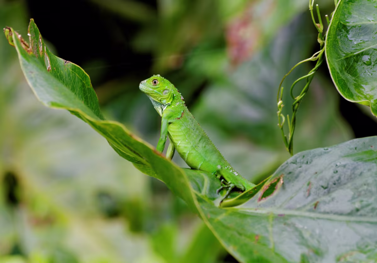 Costa Rica 2016 Costa Rica 2016 Fotos von meinem Urlaub in Costa Rica und Granada (Nicaragua) im August 2016