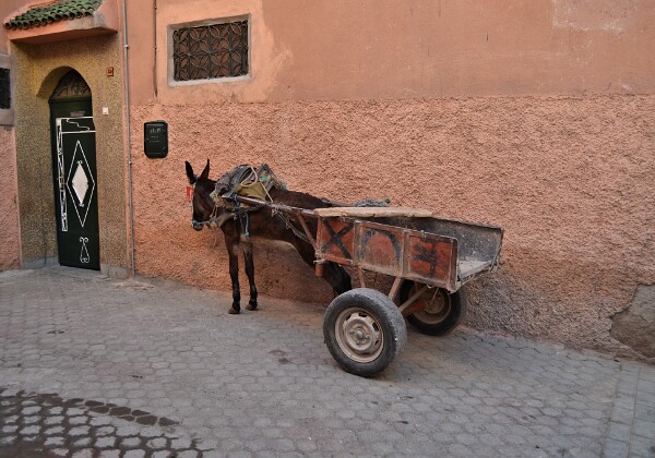 Marrakesch 2014/15 Marrakesch 2014/15 Ich habe den Jahreswechsel 2014/15 in Marrakesch verbracht. Neben Besichtigungen in Marrakesch...