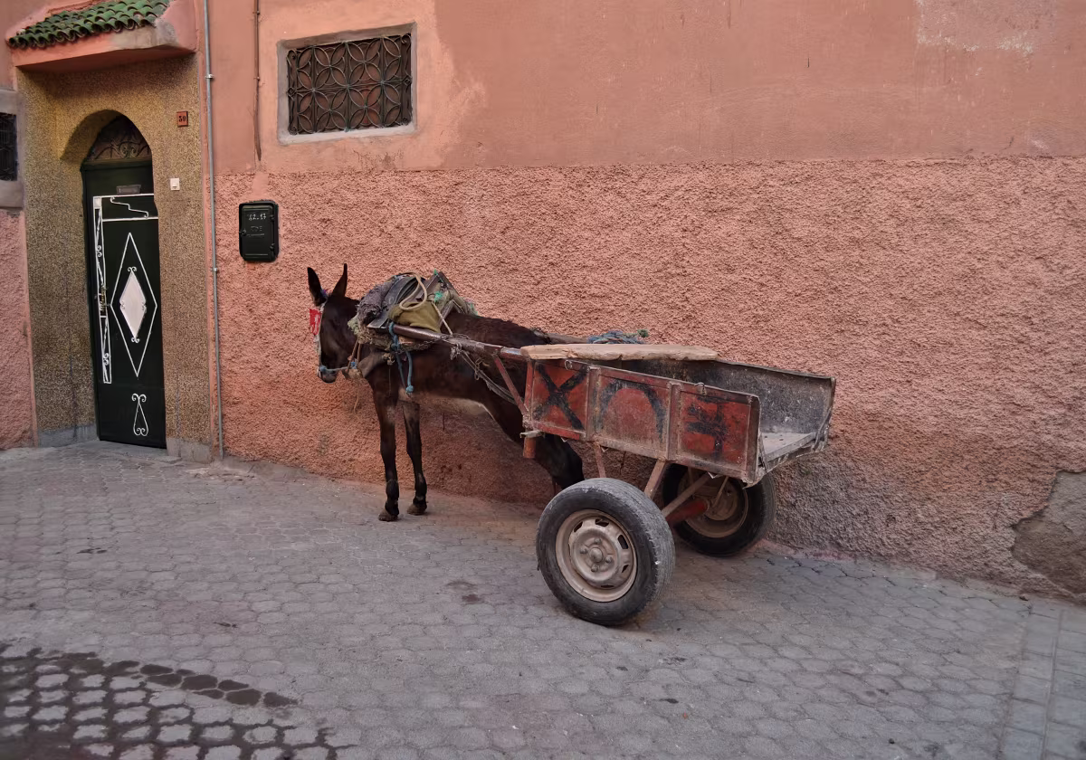 Marrakesch 2014/15 Marrakesch 2014/15 Ich habe den Jahreswechsel 2014/15 in Marrakesch verbracht. Neben Besichtigungen in Marrakesch...