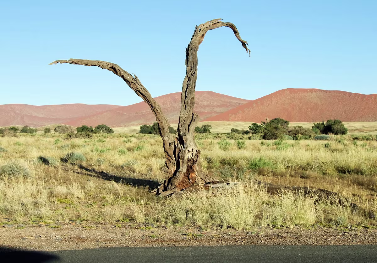 Namibia 2011 Namibia 2011 Photos von meiner Studienreise nach Namibia Ende April 2011.