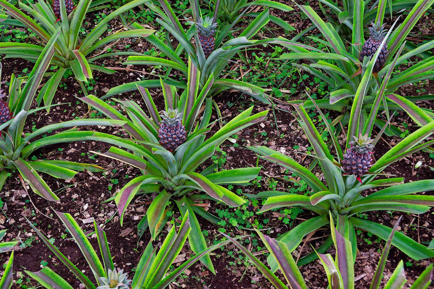 Ananasanbau auf São Miguel