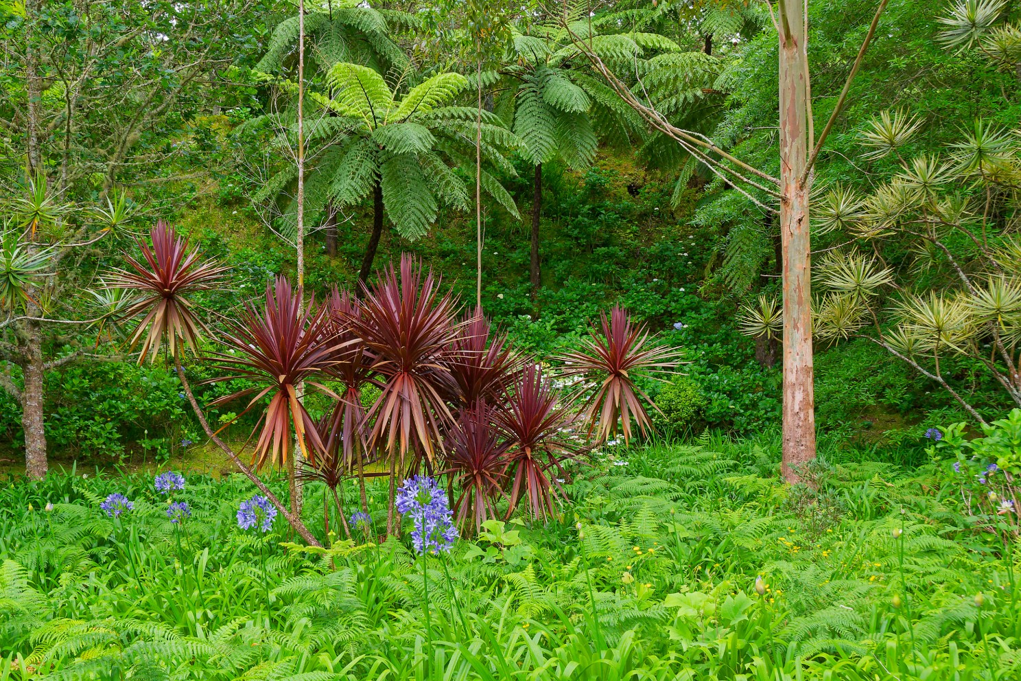 Terra Nostra Park auf São Miguel