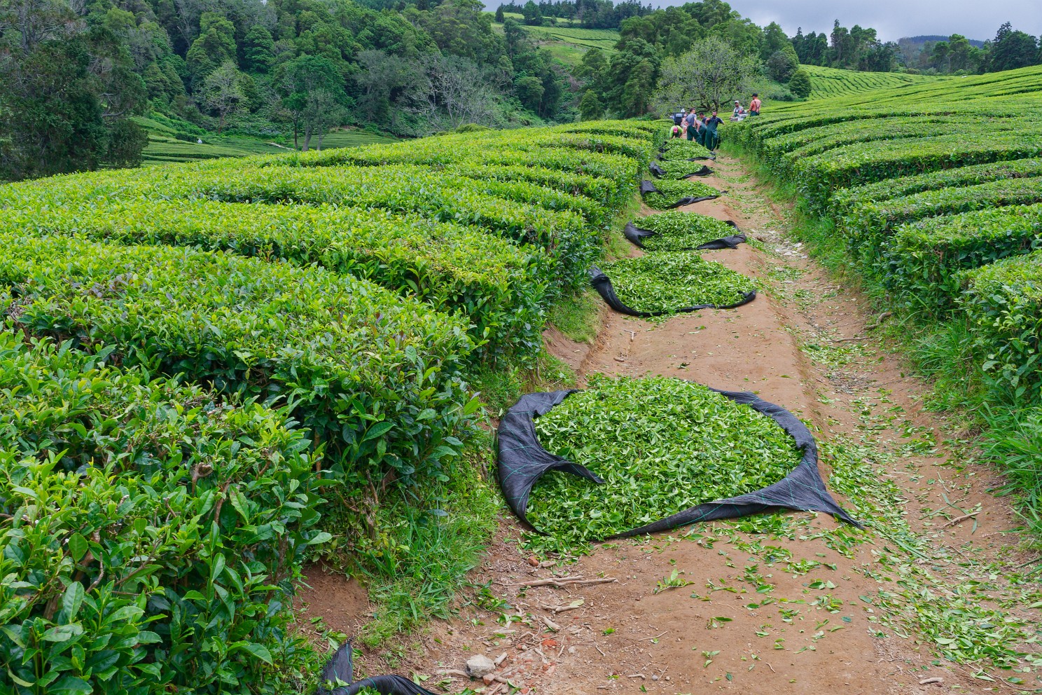 São Miguel: Teeplantage