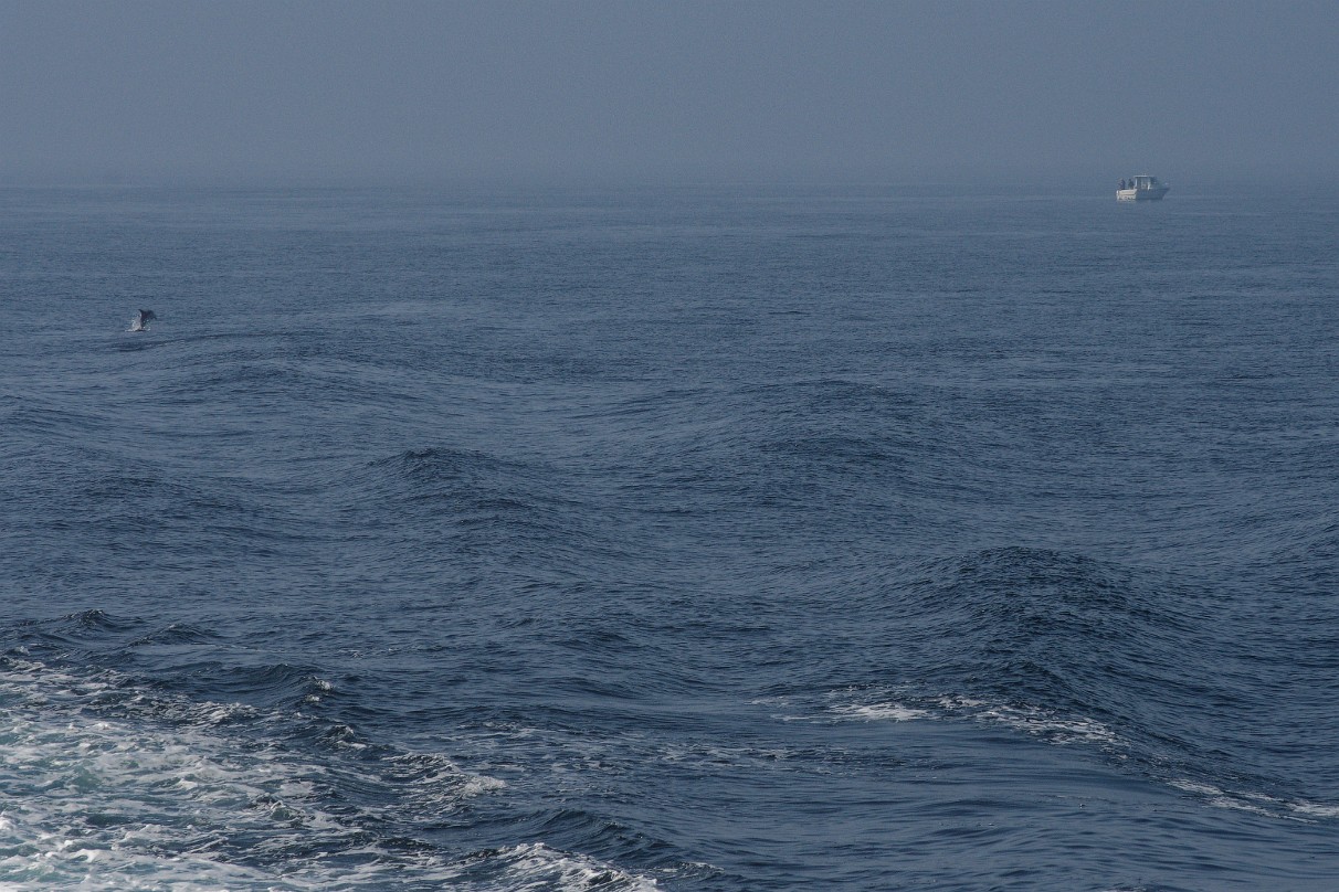 Delfin zwischen Quessant und St. Malo