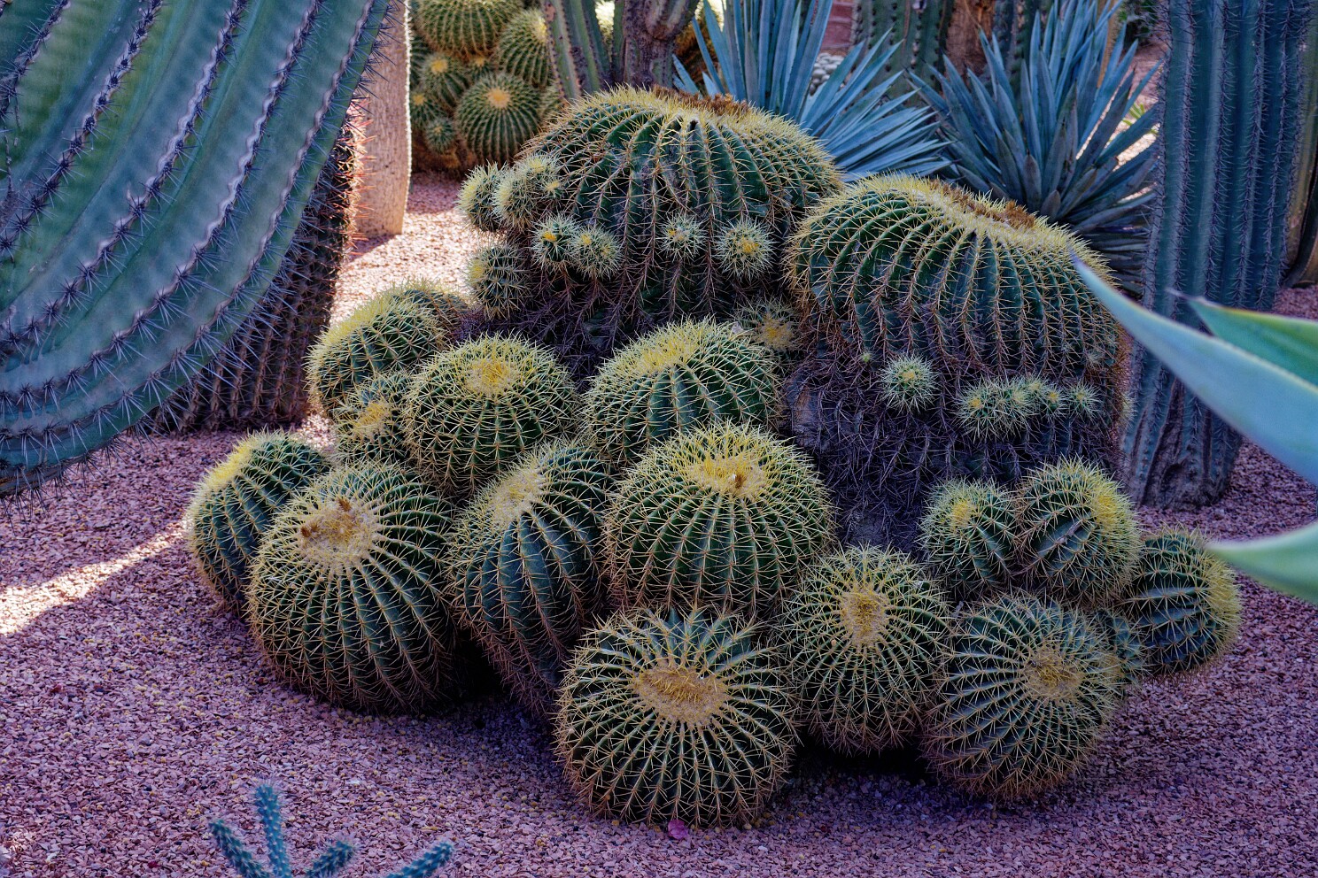 Marrakesch - Jardin Majorelle